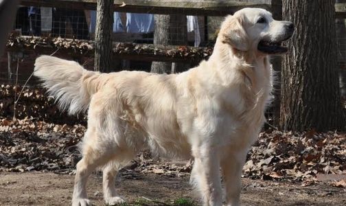 Honor english goldens therapy dogs service dogs Charlotte NC
