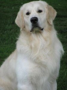 Honor english goldens therapy dogs service dogs Charlotte NC