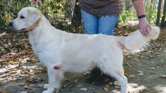 Honor english goldens therapy dogs service dogs Charlotte NC