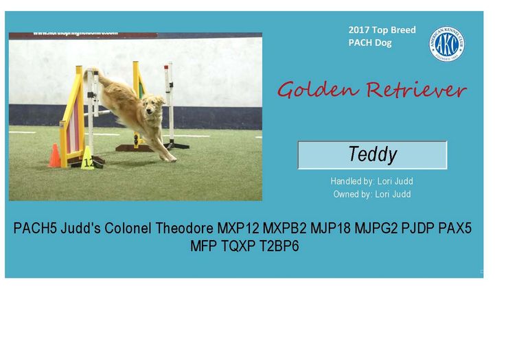 Congrats to Lori and Teddy for AKC 2017 Top PACH Golden Retriever. 