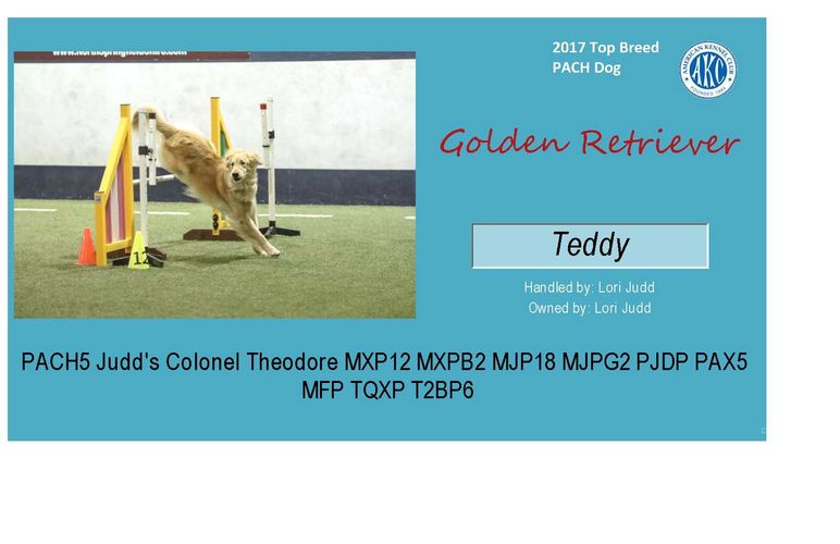 Congrats to Lori and Teddy for AKC 2017 Top PACH Golden Retriever.