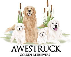 Awestruck Golden Retrievers