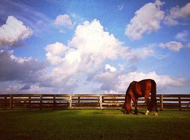 Large Bermuda Grass Turn Out