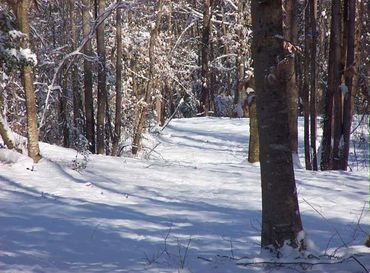 Wooded Trail in Winter