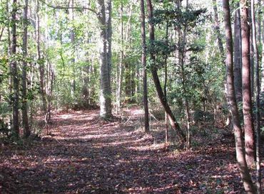 Wooded Trail
