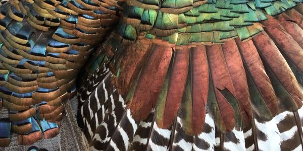 Feathers of an ocellated turkey