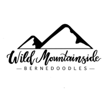Wild Mountainside Bernedoodles