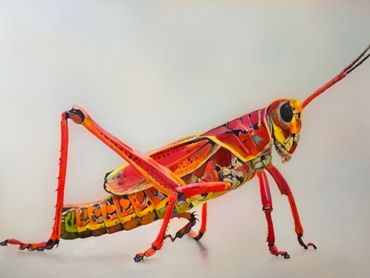 Vibrant red and orange grasshopper with intricate patterns on a plain background.