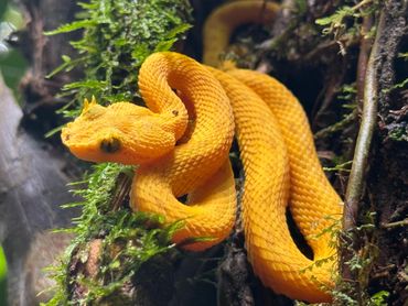 A bright yellow eyelash viper coiled on mossy tree bark.