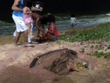 Grupo de pessoas ao redor de uma tartaruga desovando à noite na praia.