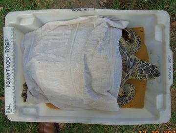 Uma tartaruga dentro de uma caixa plástica, coberta por um pano úmido.