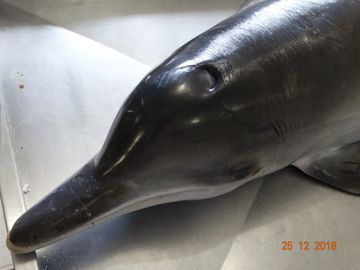 Close na cabeça de um golfinho mostrando suas aberturas respiratórias.