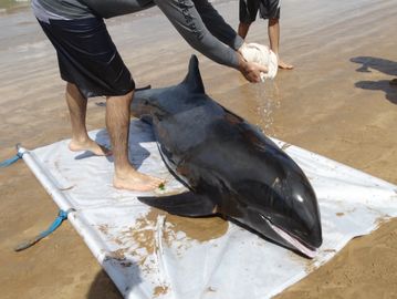 Homem posicionado na lateral do golfinho encalhado, jogando água ao torcer um pano.