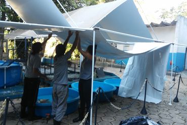 Equipe do IPRAM instalando lonas na armação das tendas.