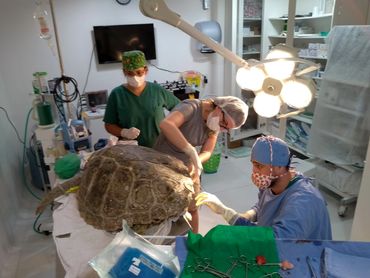 Cirurgia em uma tartaruga cabeçuda (Caretta caretta) adulta.
