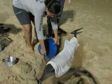Moça jogando água com um balde no golfinho encalhado.