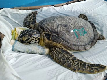 Tartaruga verde (Chelonia mydas) muito debilitada, repousa em um fundo macio.