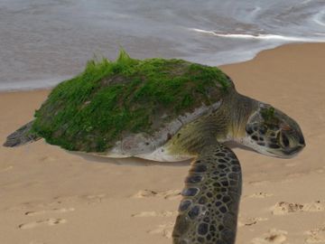 Tartaruga encalhada na praia.