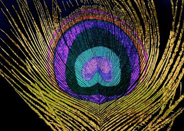 TITLE: PLUMA
SERIES: “PIELES”
2011
ACRYLIC AND SEQUINS ON CANVAS
71' X 47' X 3'