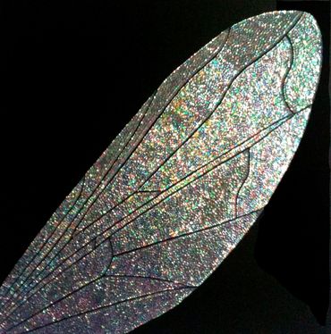 TITLE: ALA
SERIES: “PIELES”
2011
ACRYLIC AND SEQUINS ON CANVAS
42' X 42' X 3'