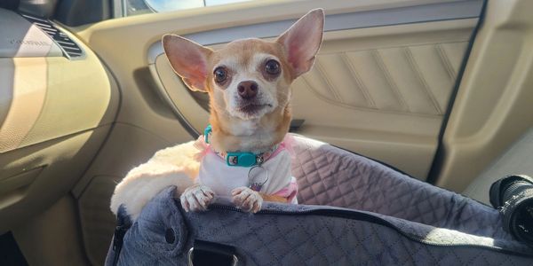 Small Chihuahua dog sitting in a car seat.