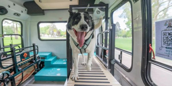 Happy dog walking on a treadmill inside a vehicle.