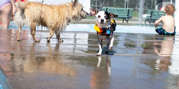Two dogs at a poolside with a child in the background.