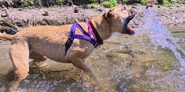 Dog drinking water in a stream.
