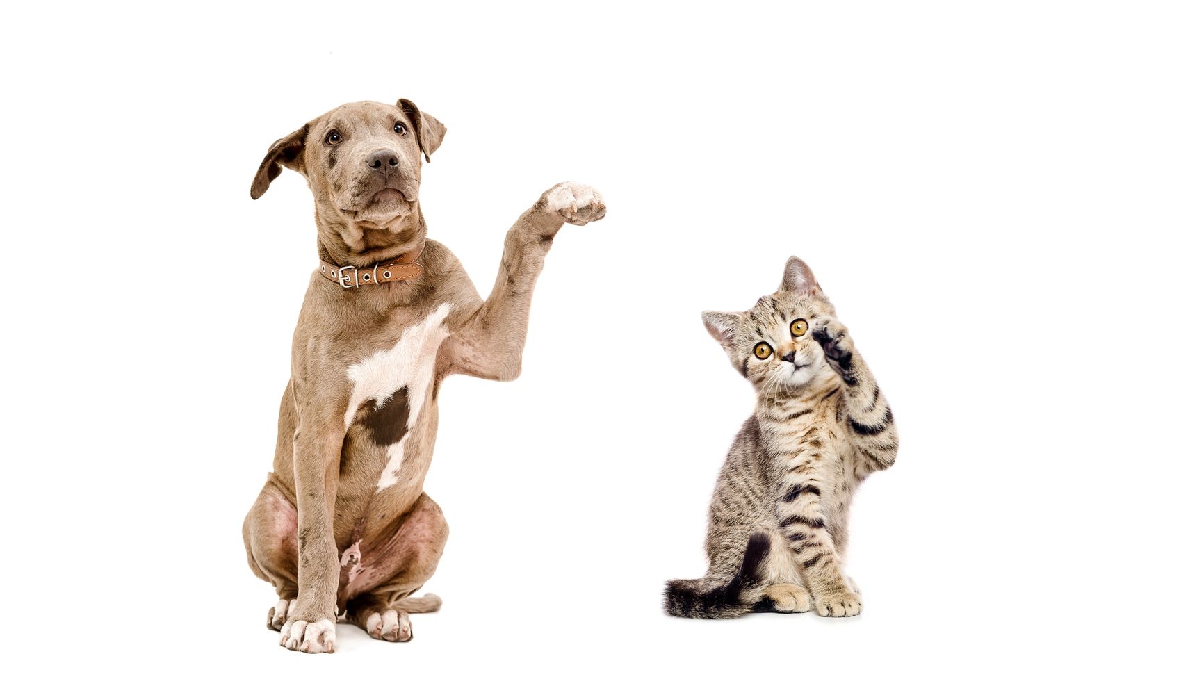 Pit bull and kitten raising their paws.