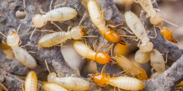 termite colony in a property