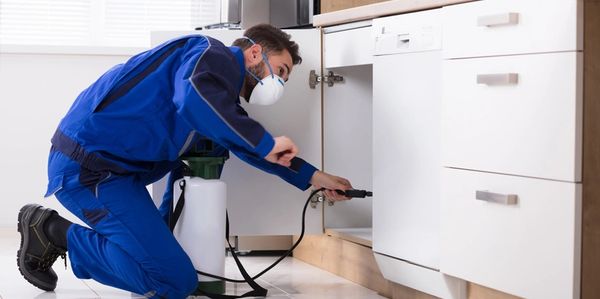 residential pest control services by williamsons pest solutions