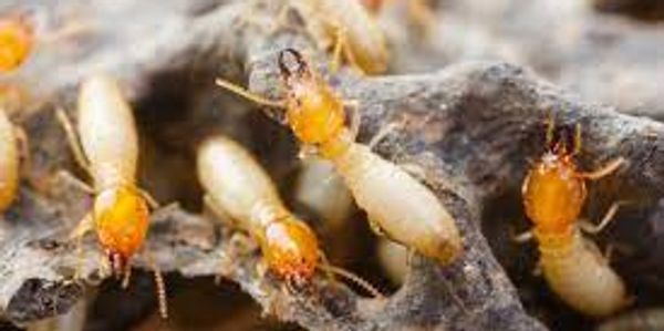 termite colony in a property