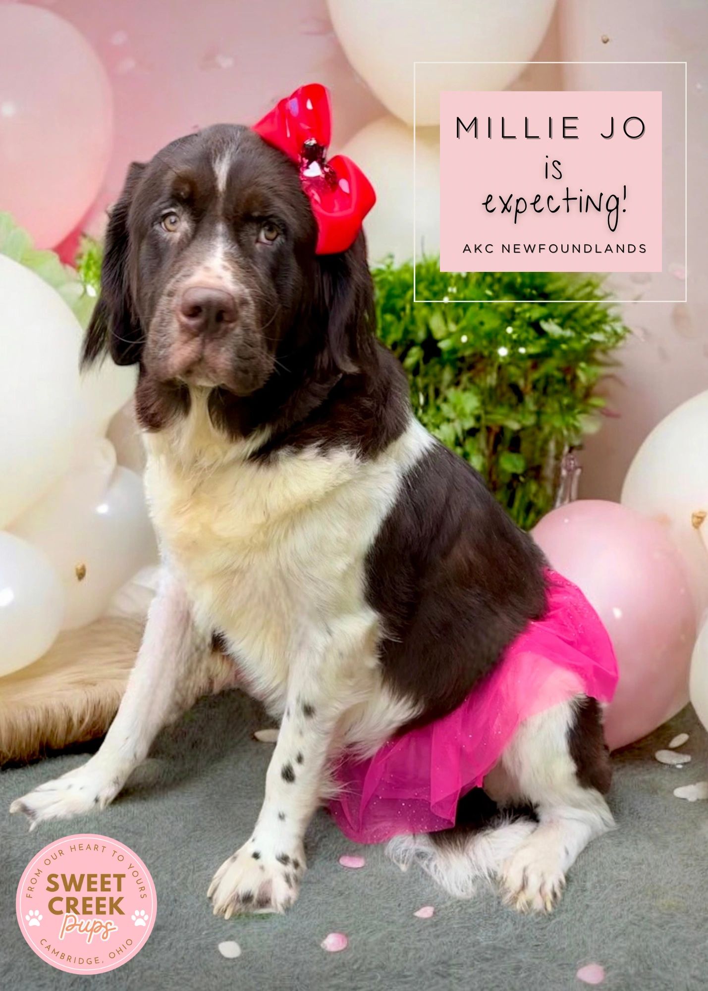 Brown akc Newfoundland dog expecting puppies in Ohio