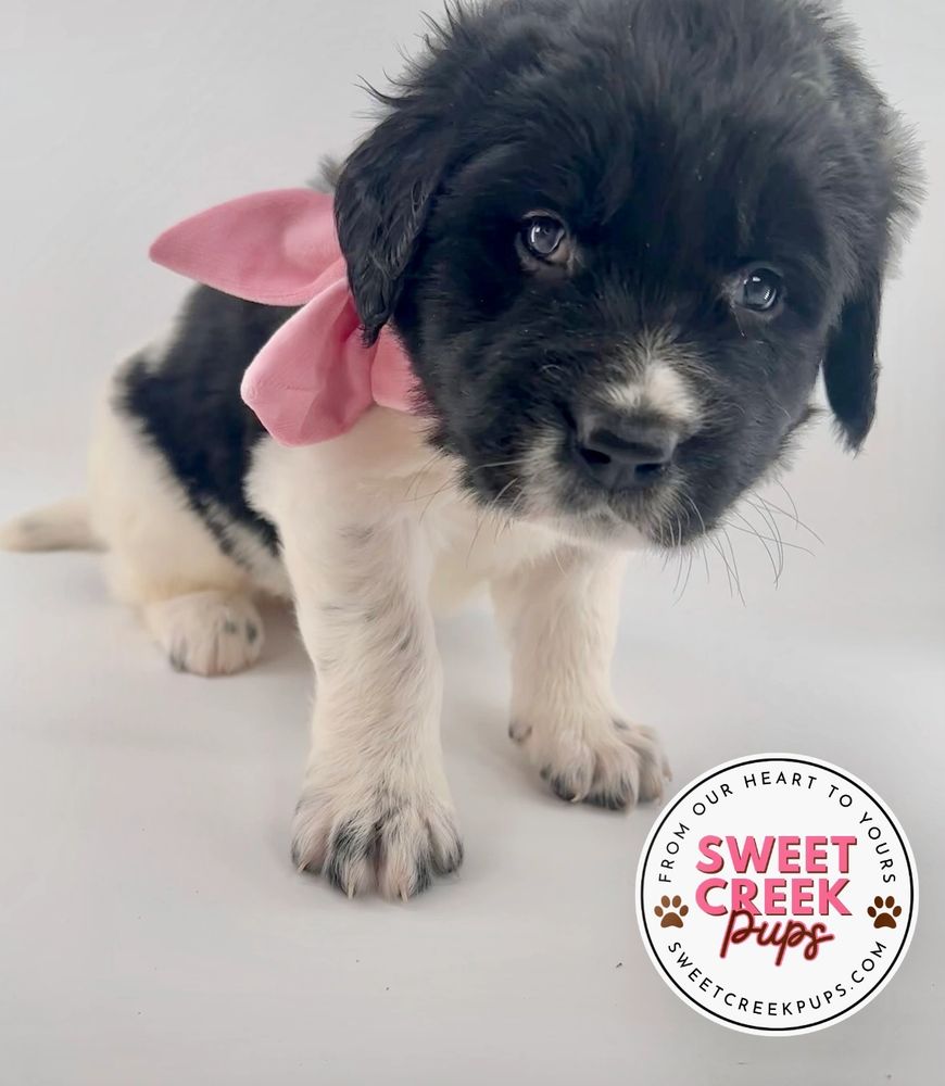 Landseer AKC Newfoundland puppy for sale. Responsible breeding program of Newfies