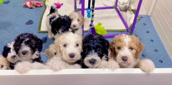 F1b Doodle puppies for adoption Ohio Sheepadoodle breeder. Raised with children and pets