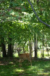 A deer by my house
