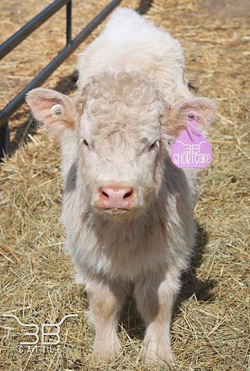 Miniature Scottish highland heifer calf for sale 