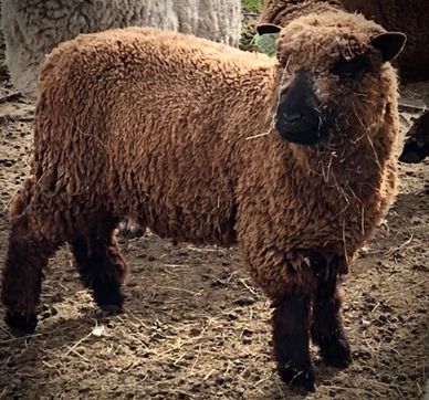 Black Babydoll miniature sheep southdown ewe