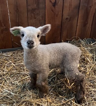 Miniature Southdown babydoll sheep for sale 