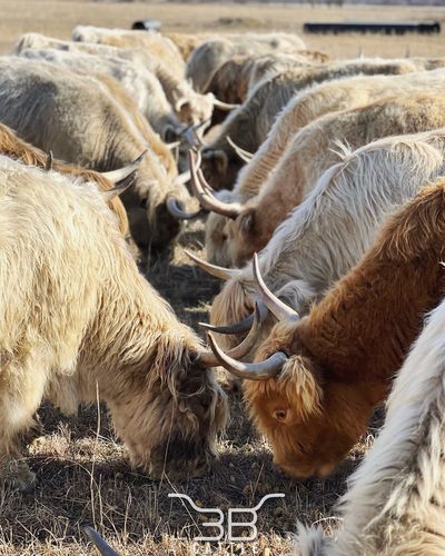 Miniature highland cattle