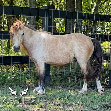 Double Registered Miniature Horse For Sale