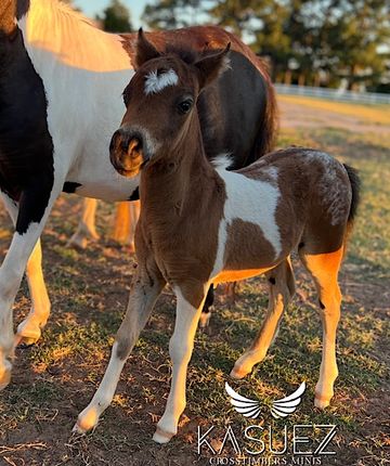 registered miniature filly