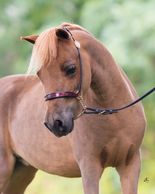 Miniature Arabian Horse