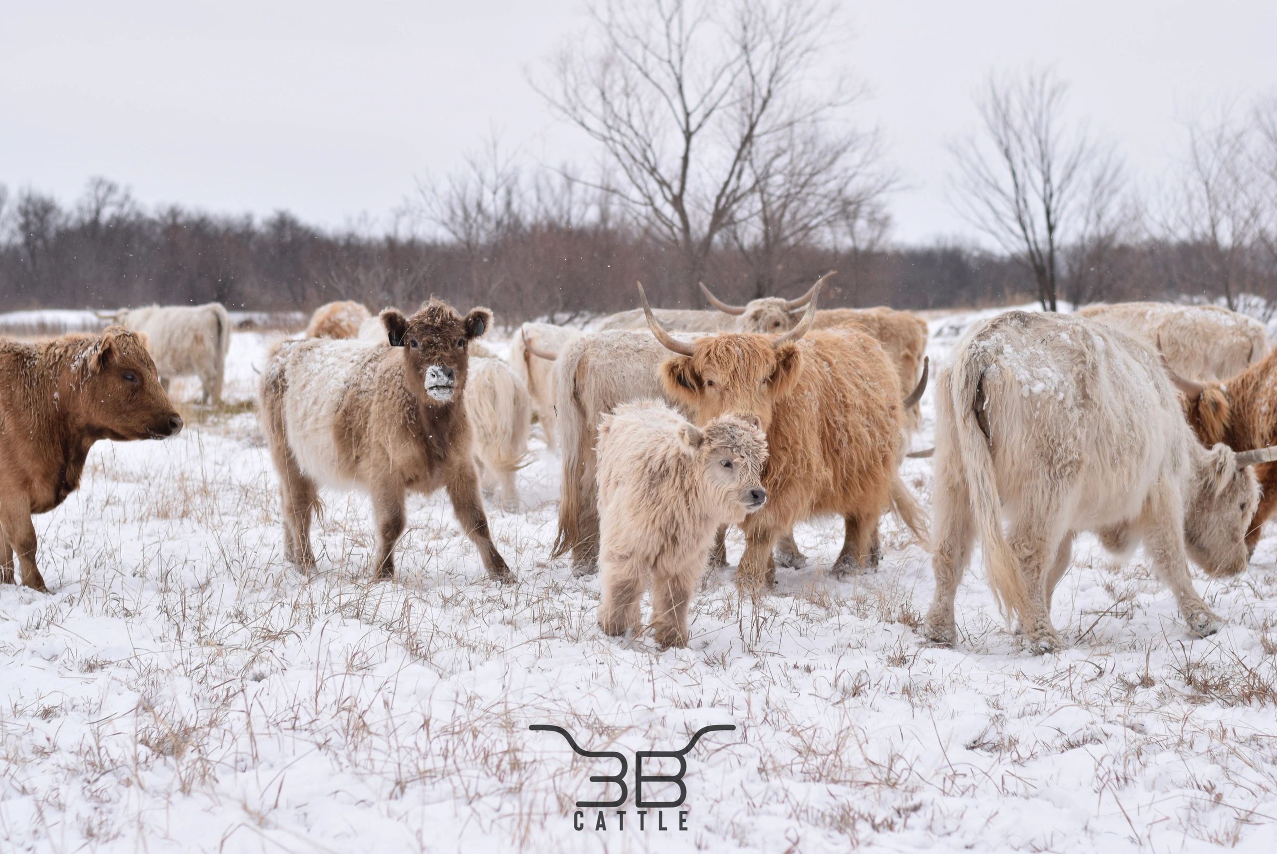 Miniature cattle for sale