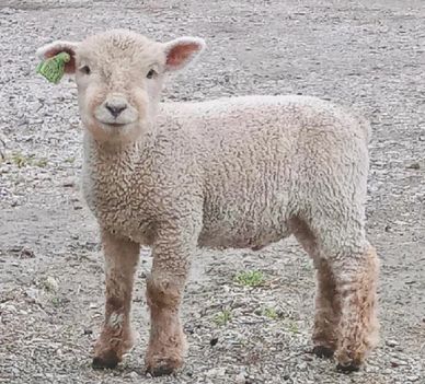 Miniature Southdown babydoll sheep