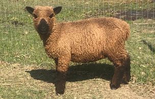 Black Southdown Babydoll miniature Sheep Ewe