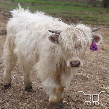 Silver Miniature highland cow for sale 