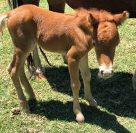 Miniature Horse Filly