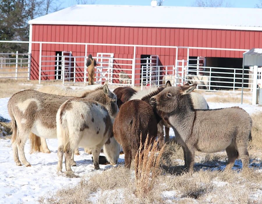 Miniature donkey breeder