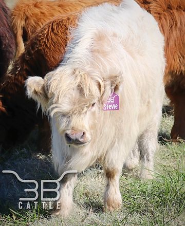 silver mini highland heifer cow for sale